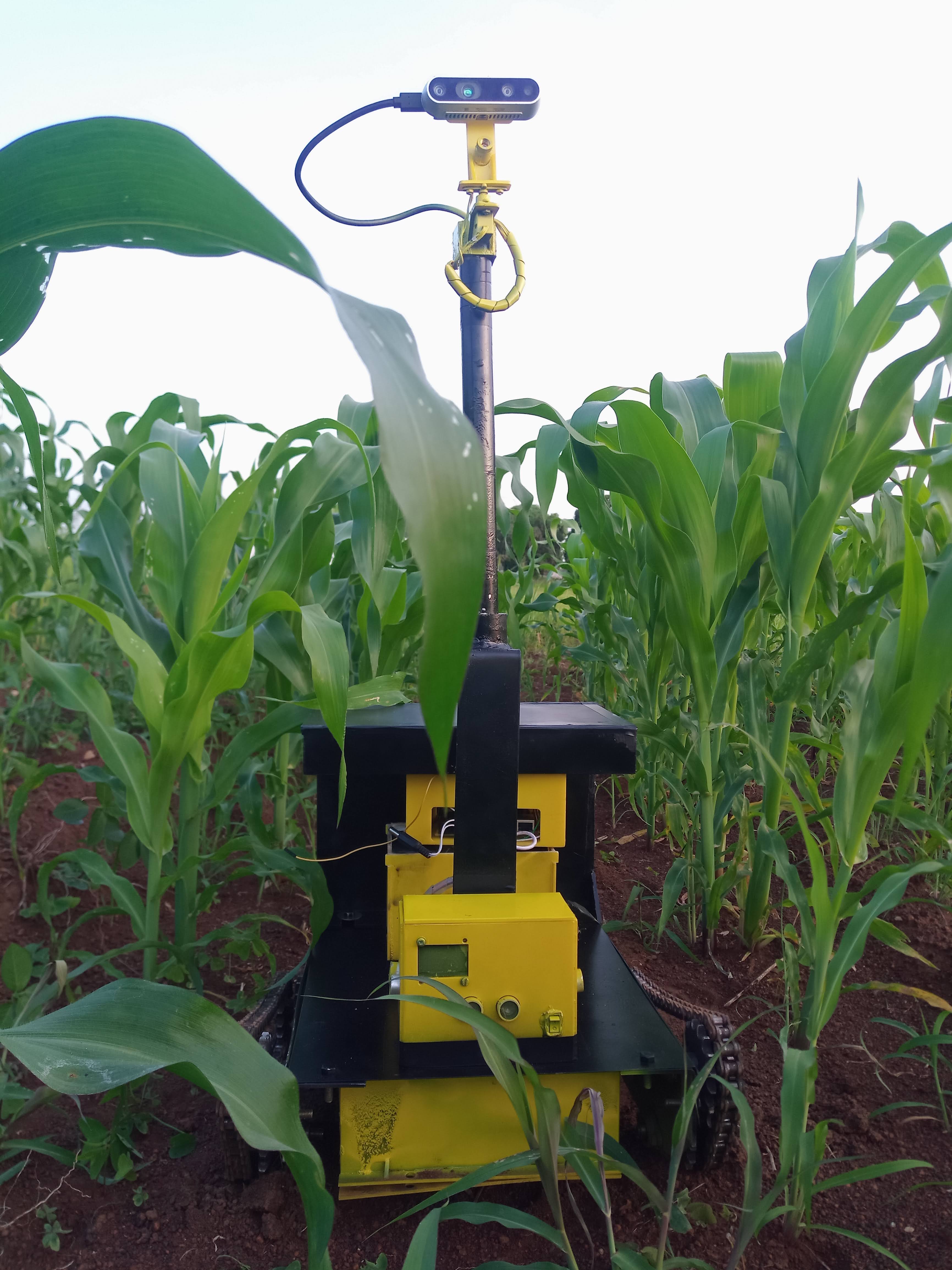 Robot navigating dense maize canopy, stereo camera scanning at row height