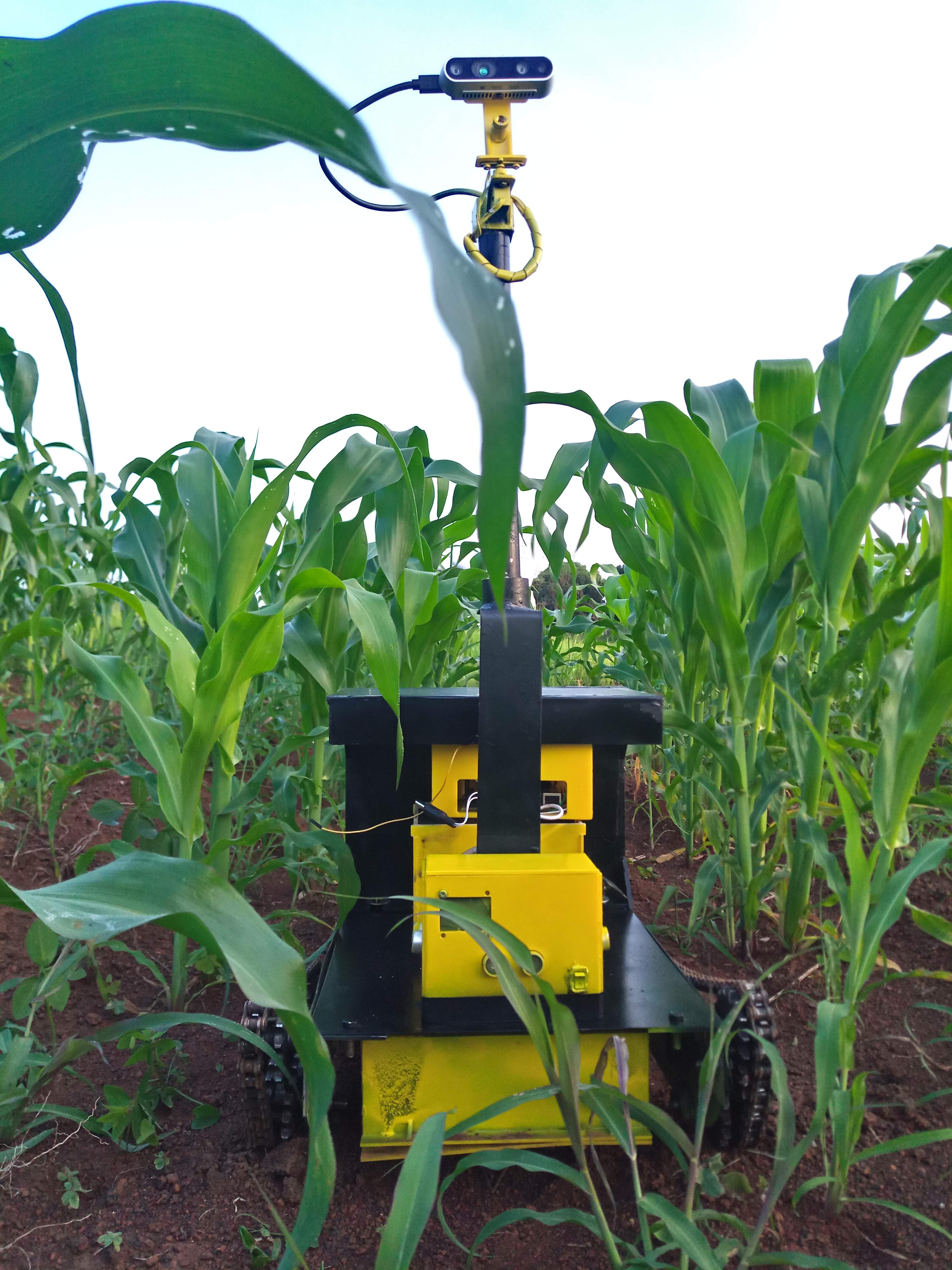Front approach through maize rows, sensor mast rising above canopy