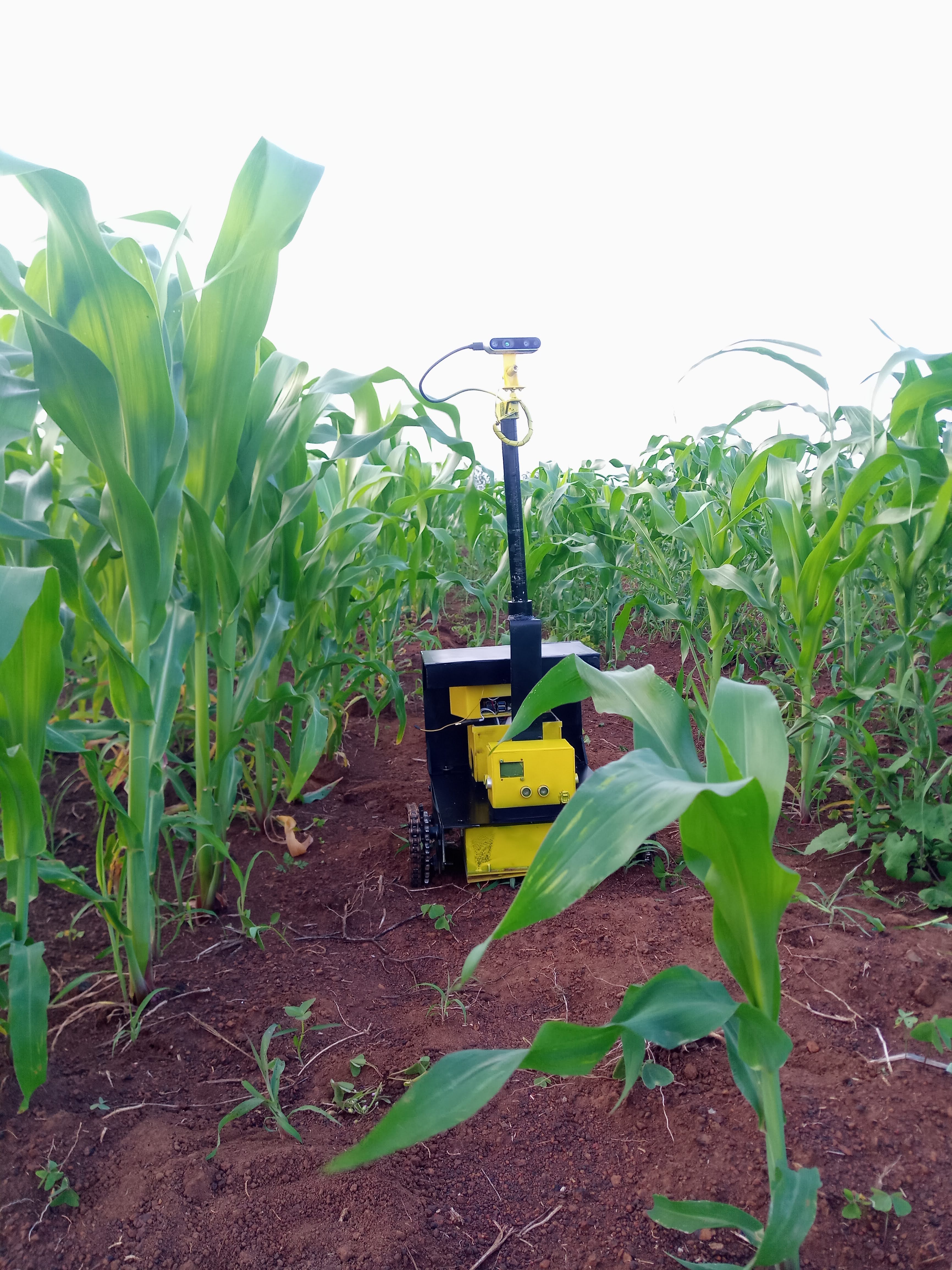 Navigating between young maize plants, sensor payload active