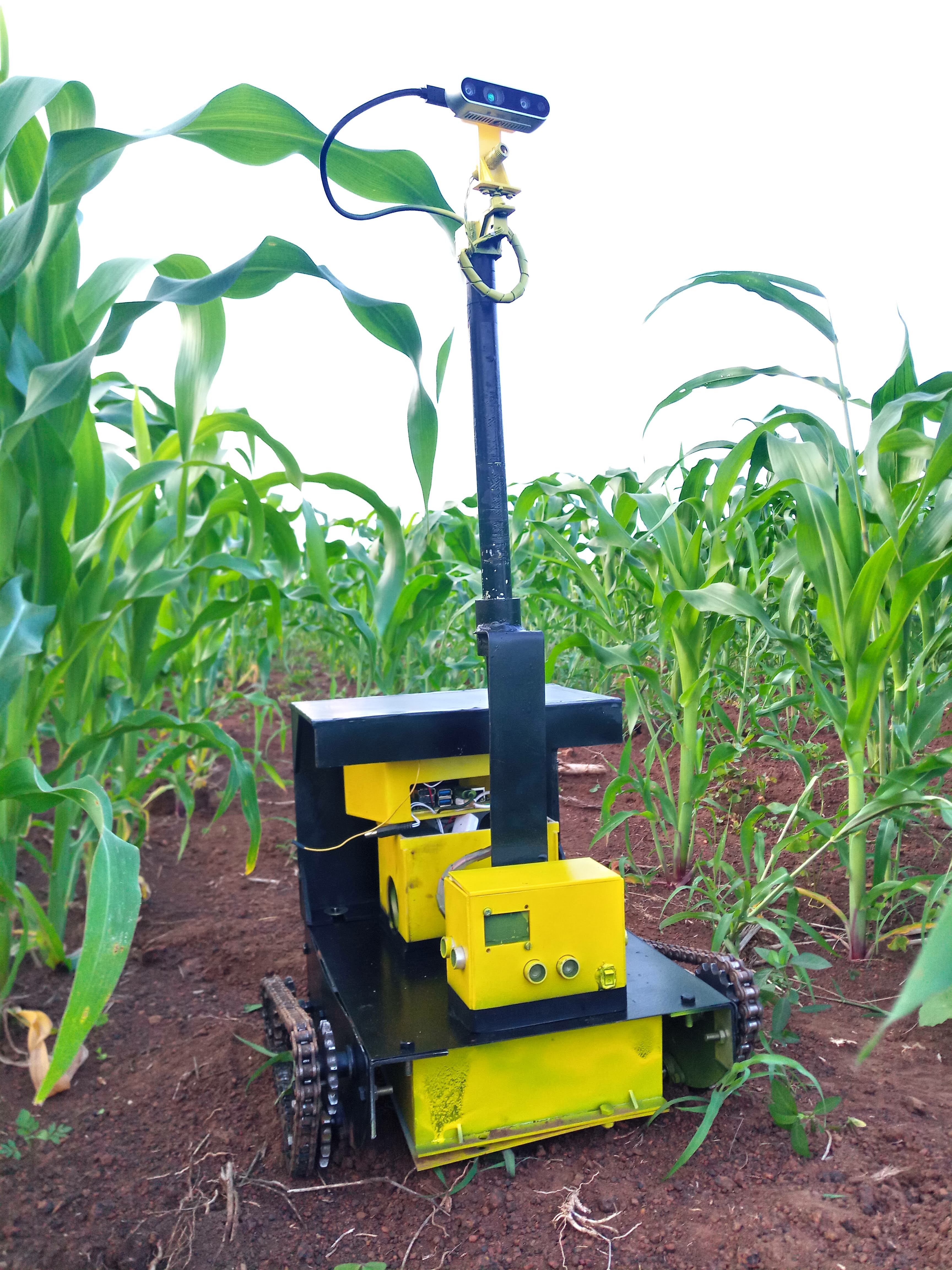 Final field trial frame, robot alongside mature maize plant